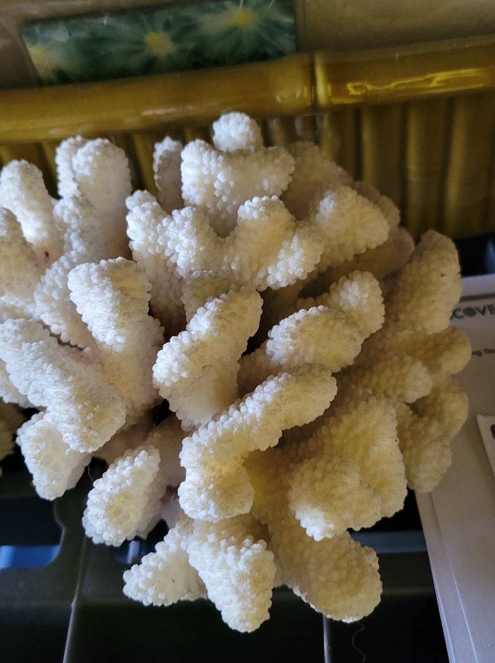 Vintage Natural White Ocean Coral Specimen Large - Picture 2 of 9